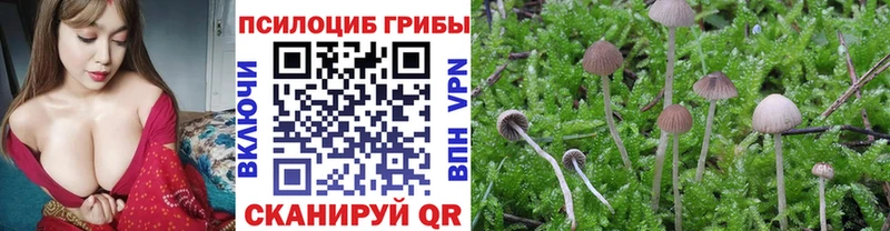 Псилоцибиновые грибы Psilocybine cubensis  Болгар 
